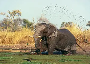 Wallowing: African Elephant