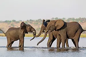 Excitement: African Elephant