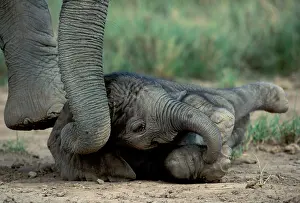 Helping: African Elephant
