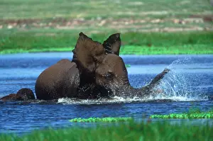 Spraying: African Elephant