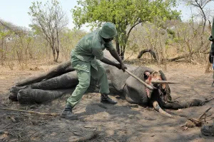 Killed: African Elephant