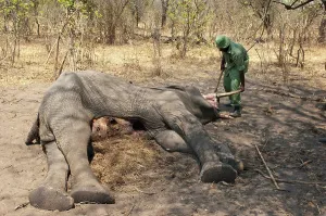 Killed: African Elephant