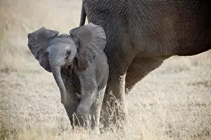 Proboscidae: African Elephant