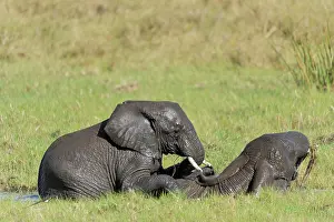 Proboscidae: African Elephant