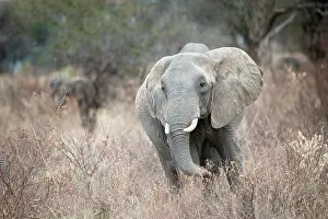 Proboscidae: African Elephant