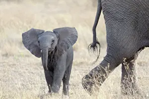 Proboscidae: African Elephant