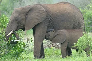 Browsing: African Elephant