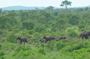 Krger: African Elephant