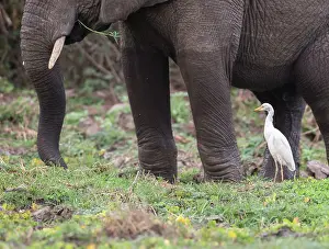 Selous: African Elephant