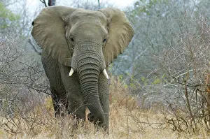 Bushveld: African Elephant