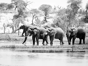 Makgadikgadi: African Elephant