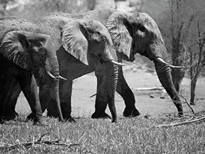 Makgadikgadi: African Elephant