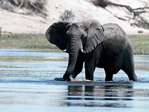 Pans: African Elephant