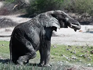Pans: African Elephant