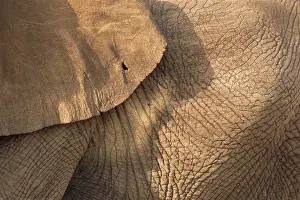 Wrinkle: African Elephant