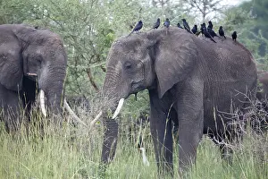 Murchison: African Elephant
