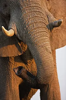 Khwai: African Elephant