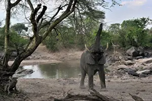 Grumeti: African Elephant