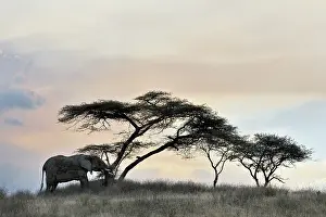 Grumeti: African Elephant