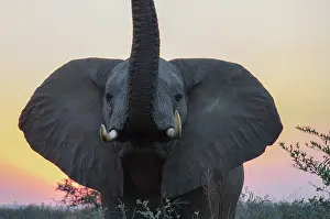Wrinkles: African Elephant