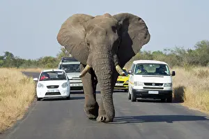 Blocked: African Elephant