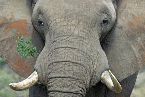 Erioloba: African Elephant