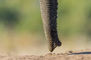 Tuli: African Elephant