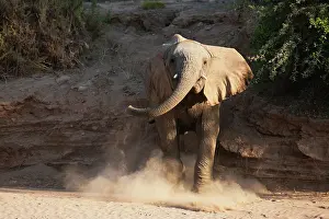 Nervous: African Elephant