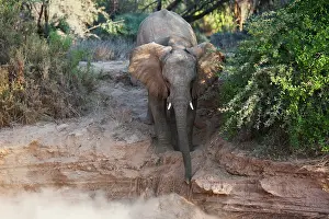 Nervous: African Elephant