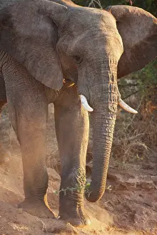 Slowly: African Elephant