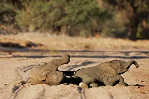 Joyful: African Elephant