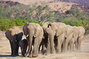 Bond: African Elephant