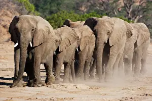 Busy: African Elephant
