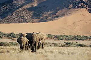 Busy: African Elephant