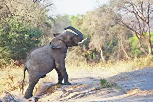 Focused: African Elephant