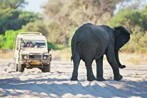 Intrusion: African Elephant