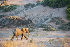 Focused: African Elephant