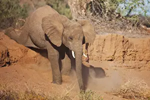 Nervous: African Elephant