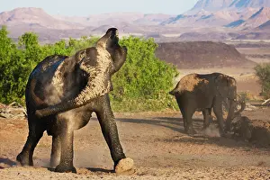 Focused: African Elephant