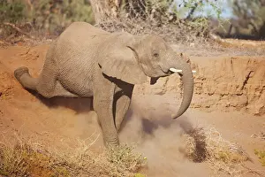 Scared: African Elephant