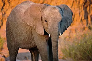 Moment: African Elephant