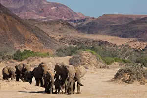 Focused: African Elephant