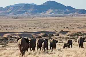 Focused: African Elephant