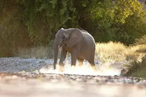 Assured: African Elephant