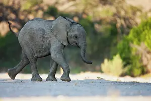 Assured: African Elephant