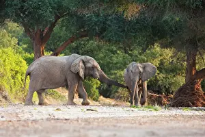 Intimidate: African Elephant