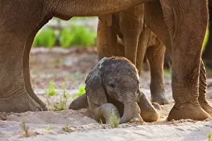 Safe: African Elephant