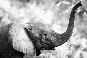 Scenting: African Elephant