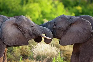 Bonding: African Elephant