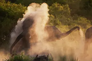 Dusting: African Elephant